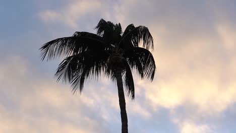 Silhouette-Der-Palme-In-Der-Dämmerung-An-Einem-Ruhigen,-Luftigen-Tag