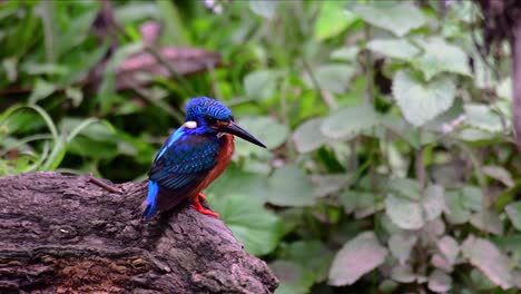 The-Blue-eared-Kingfisher-is-a-small-Kingfisher-found-in-Thailand-and-it-is-wanted-by-bird-photographers-because-of-its-lovely-blue-ears-as-it-is-a-small,-cute-and-fluffy-blue-feather-ball-of-a-bird