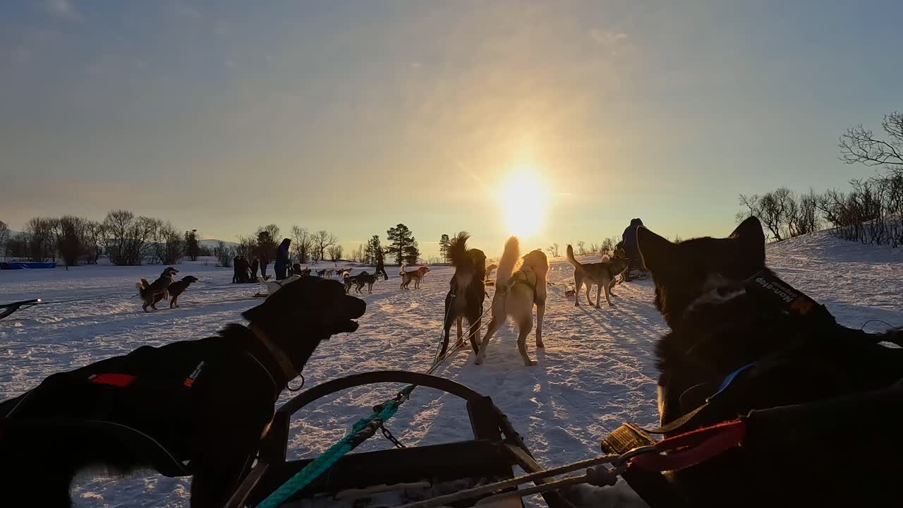 preparación de trineos para perros en tromso, noruega, durante el invierno por la mañana