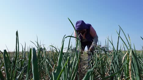 a farmer harvesting ripe onions on a farm