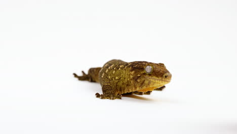 tokay gecko looks towards camera then turns head to the right - isolated on white background