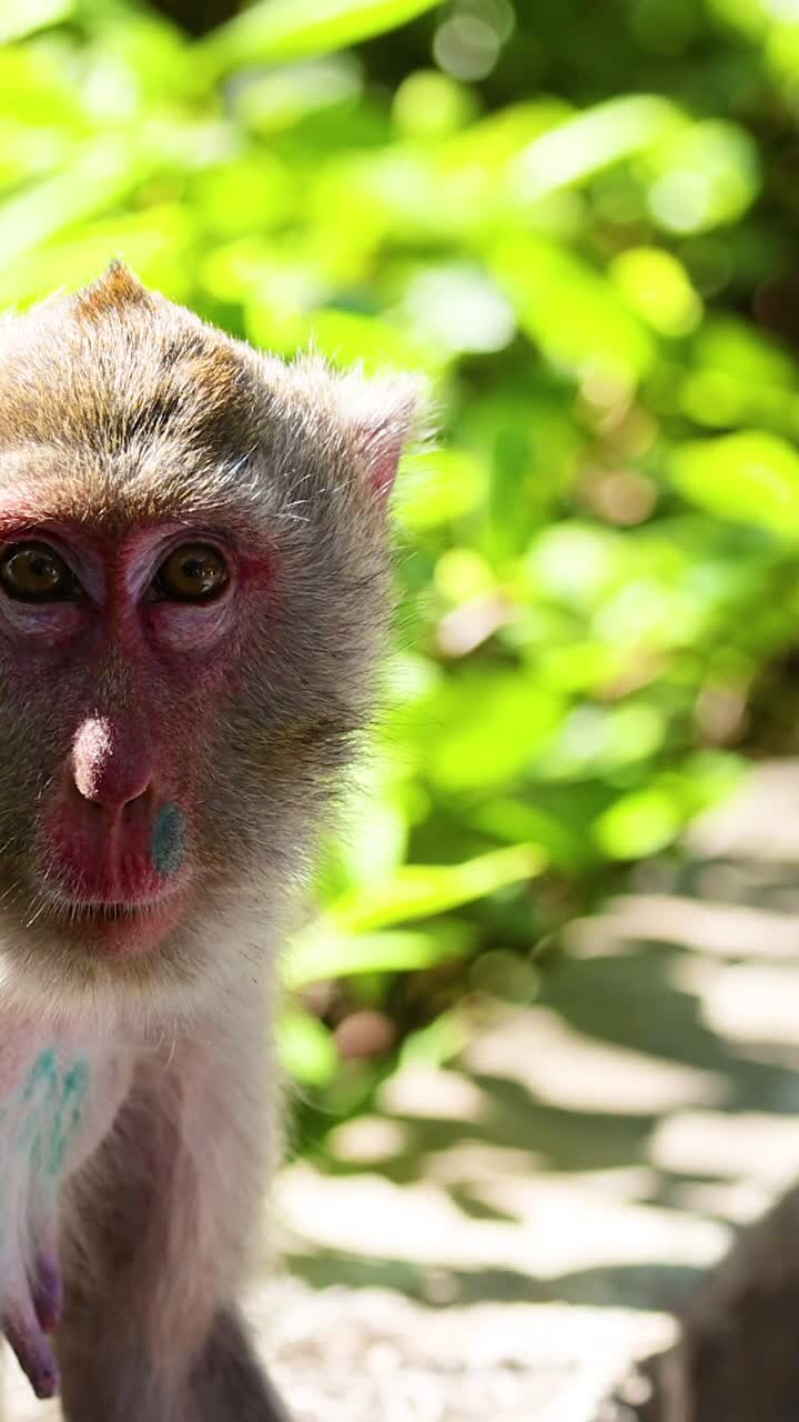 A monkey sits and observes surroundings