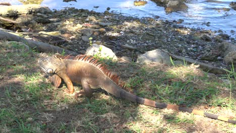 una gran iguana caminando en el parque nacional en tampico, méxico