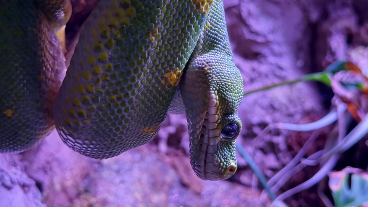 Vivid green tree python head and scales revealed in an extreme close-up shot