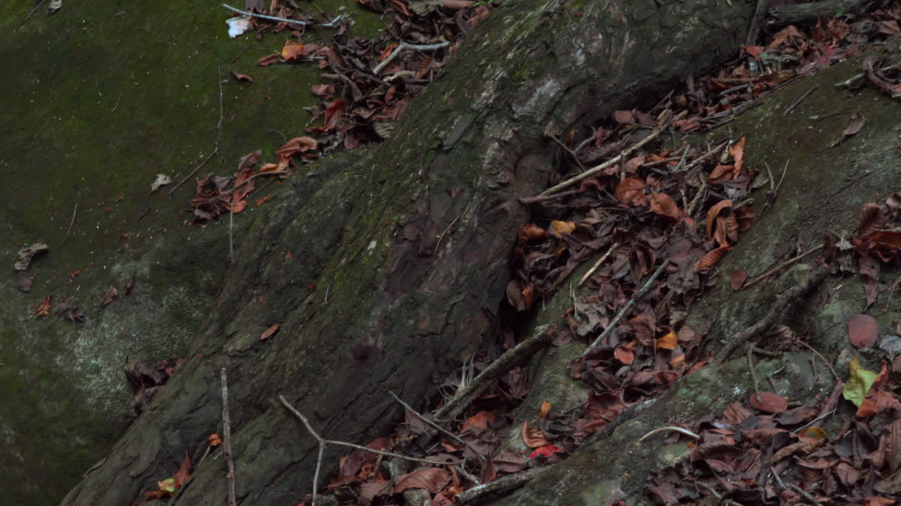 Rocks and fallen leaves beside a tranquil stream in Cajones de Chame, Panama, natural textures