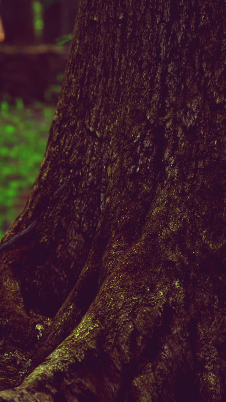 Close up of tree trunk with roots