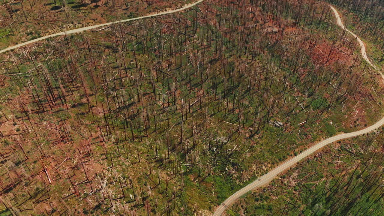 Aerial View of Burnt Forest After Wildfire