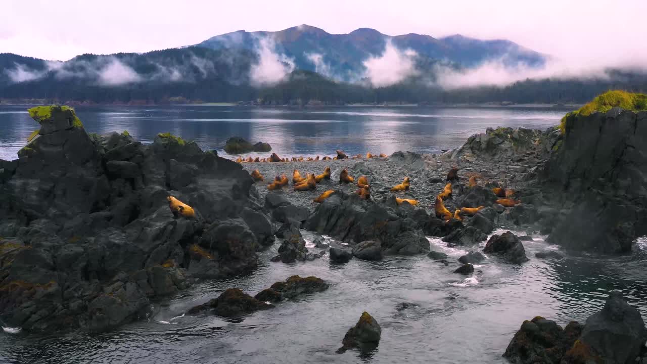 A herd of sea lions on an island in Kachemak Bay, Alaska.