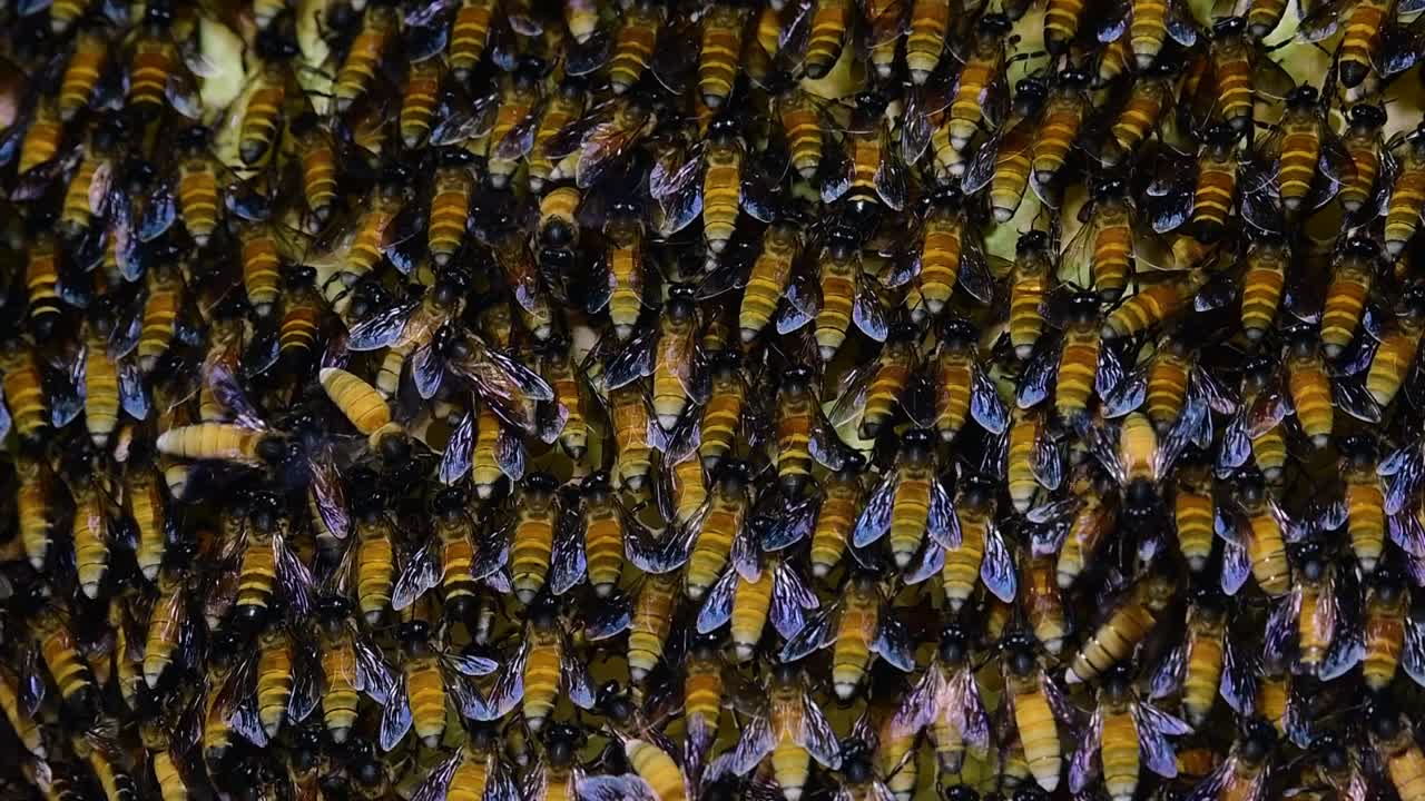 se sabe que las abejas melíferas gigantes construyen grandes colonias de nidos con bolsillos simétricos hechos de cera para almacenar miel como fuente de alimento.