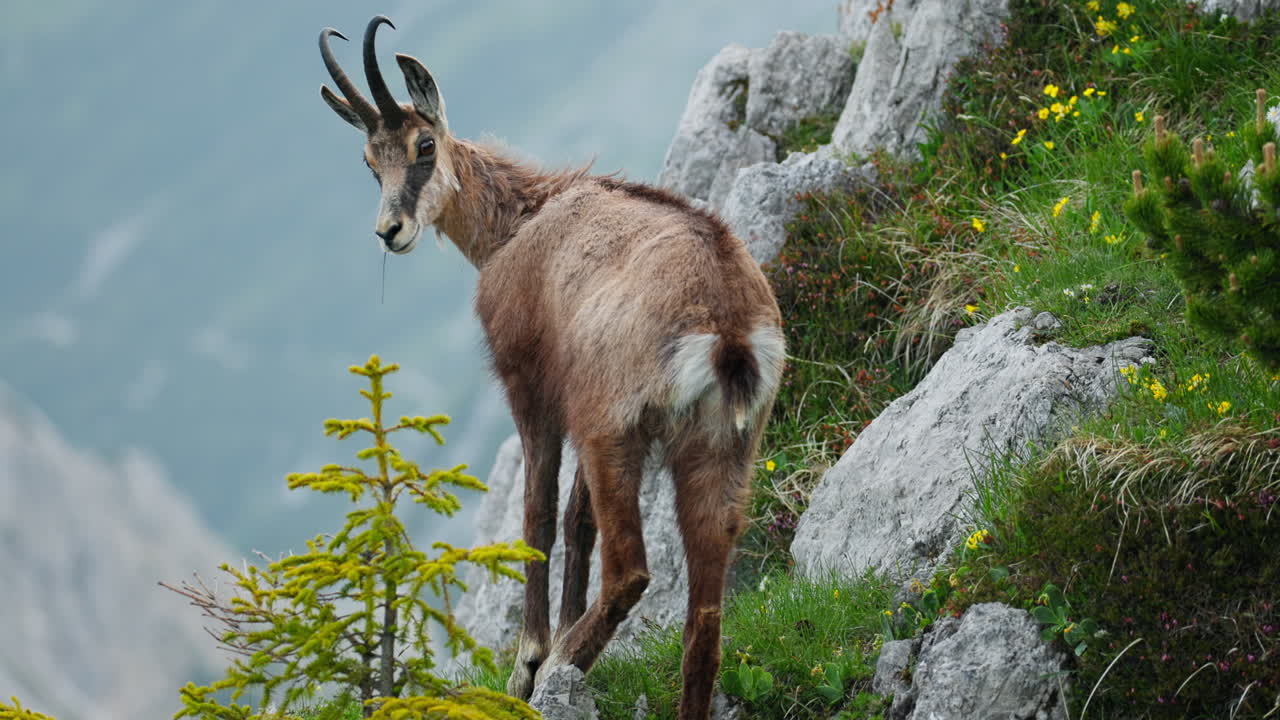 Female Capra Alpine Ibex mountain goat stare at camera Slovenia Triglav mountain