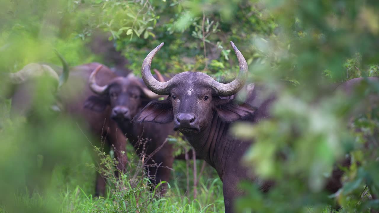 아프리카 버팔로의 호기심 많은 무리가 쳐다보고, 앞과  프로파일, 느린 동작