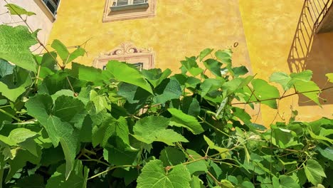 lush vineyard against a vibrant yellow building