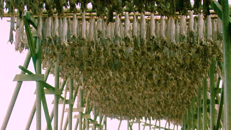 Stunning-shot-of-fish-drying-in-Reine,-the-Lofoten-Islands,-Norway