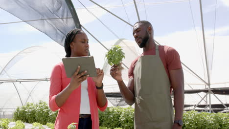 inspecting basil plant, african american woman with tablet and african american man in apron working