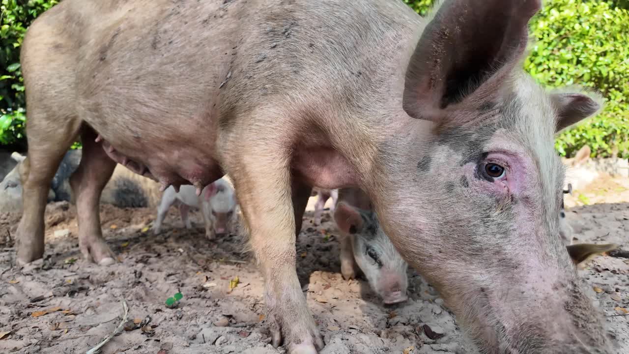 Mother pig and hungry spotted piglets exploring and eating happily in the deep forest on a sunny summer day