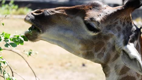 una jirafa comiendo hojas en chonburi, tailandia