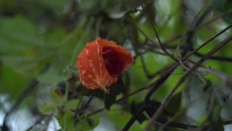 Opened-ripe-orange-Cerasee-kerala-bitter-melon-plant-with-kerala-hanging-from-vines-used-to-make-herbal-healthy-tea-good-for-weight-loss