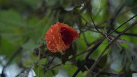 abierto maduro naranja cerasee kerala planta de melón amargo con kerala colgando de las vides utilizado para hacer té de hierbas saludable bueno para la pérdida de peso