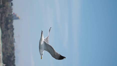 seagull in flight over city