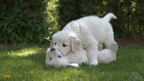 Cámara-Lenta-Dos-Cachorros-Golden-Retriever-Luchando-En-La-Hierba