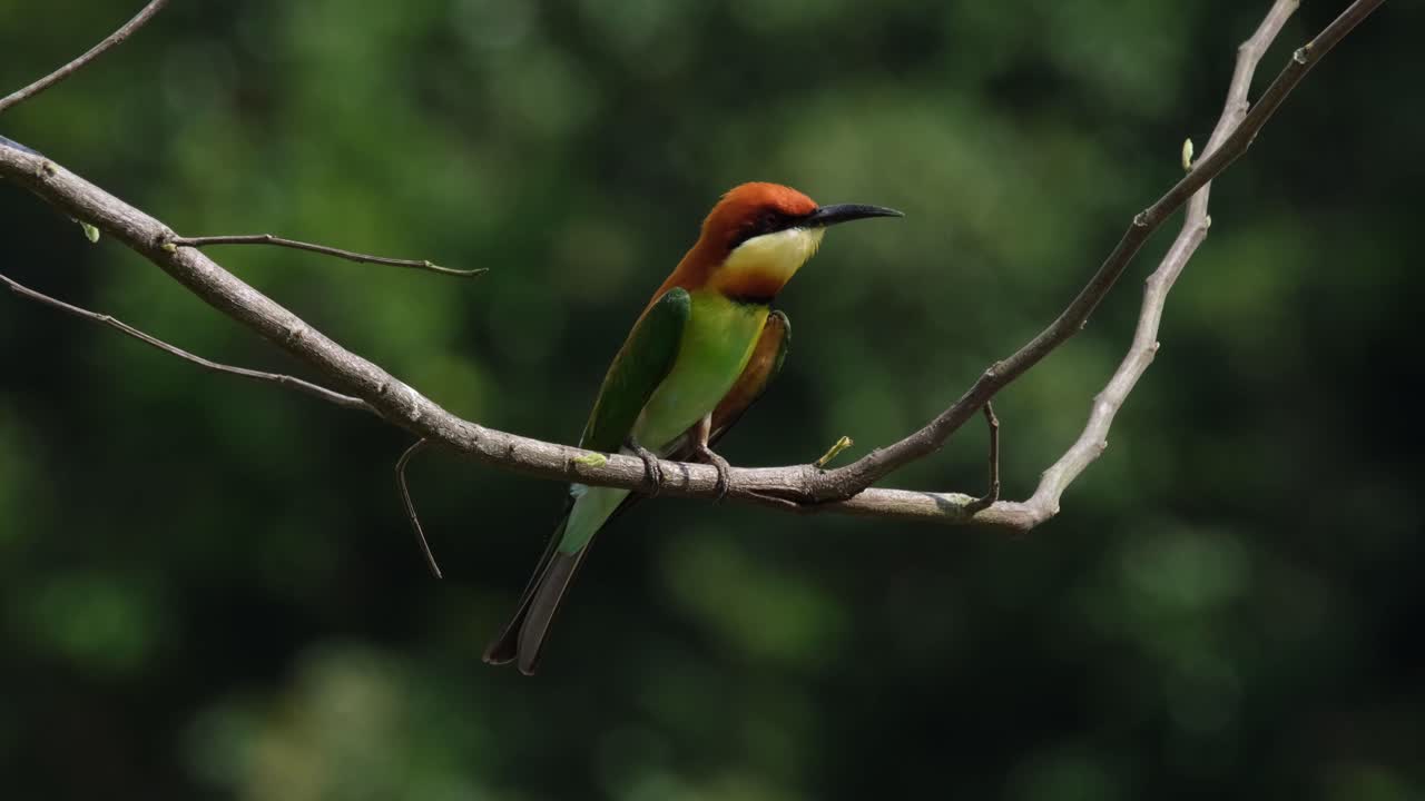 abejaruco cabeza castaña merops leschenaulti, parque nacional khao yai, tailandia