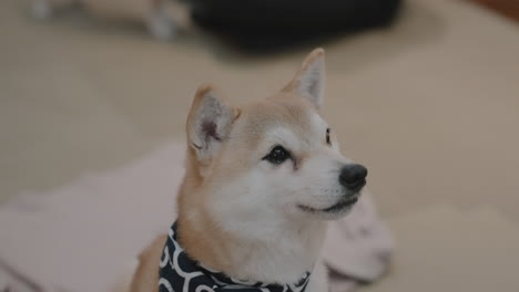 close-up shot of a cute mini shiba dog in a bandana looking up at a dog cafe in kyoto, japan