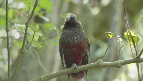 el loro kaka de nueva zelanda en la rama de un árbol - de cerca