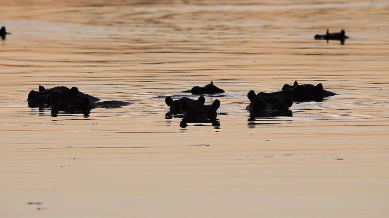 vaina de hipopótamo mayormente sumergida en la luz dorada del delta del okavango