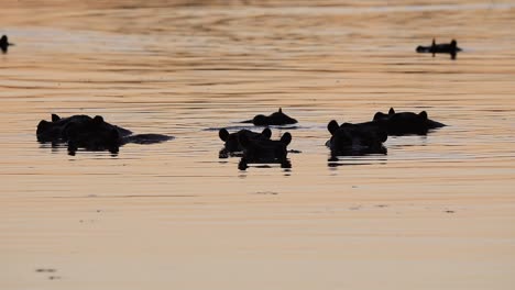 Pod-of-hippopotamus-mostly-submerged-in-Okavango-Delta's-golden-light