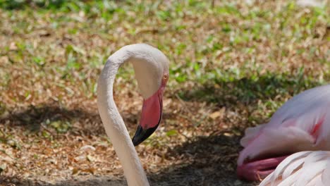 Verkleinern-Sie-Die-Ansicht-Eines-Tagsüber-Schlafenden-Individuums,-Rosaflamingo-Phoenicopterus-Roseus,-Indien