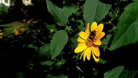 Belleza-De-Abeja-Humilde-En-Cámara-Lenta-En-La-Naturaleza