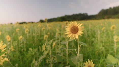 Genießen-Sie-Die-Atemberaubende-Schönheit-Leuchtender-Sonnenblumen-Bei-Sonnenuntergang,-Einem-Goldfarbenen-Feld-Mit-Blick-Auf-Den-Strand-Von-Gimnyeong-Auf-Der-Insel-Jeju,-Korea