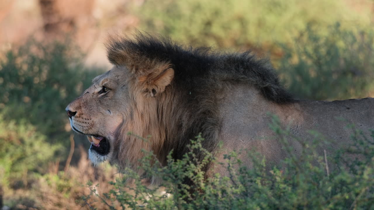 retrato lateral de un león macho vigilante en el desierto africano