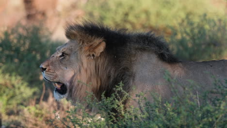 Seitenporträt-Eines-Wachsamen-Männlichen-Löwen-In-Der-Afrikanischen-Wildnis