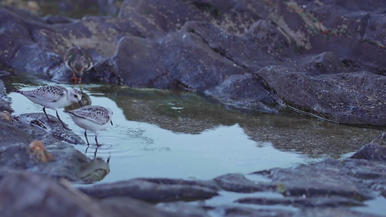 Sandpipers searching for food at the shore
