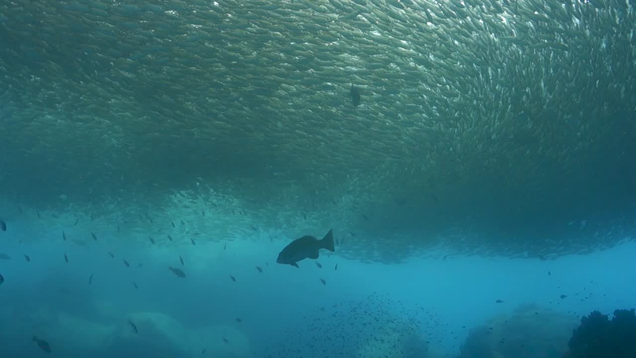 Huge School of Oxeye Scad Slowly Spiral in Shallow Sandy Island Bay