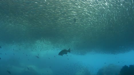 Enorme-Escuela-De-Scad-Oxeye-Lentamente-En-Espiral-En-La-Bahía-De-La-Isla-De-Arena-Poco-Profunda