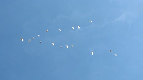 a flock of flying vnecked gray geese anser anser and a flock of wild geese in a formation birds
