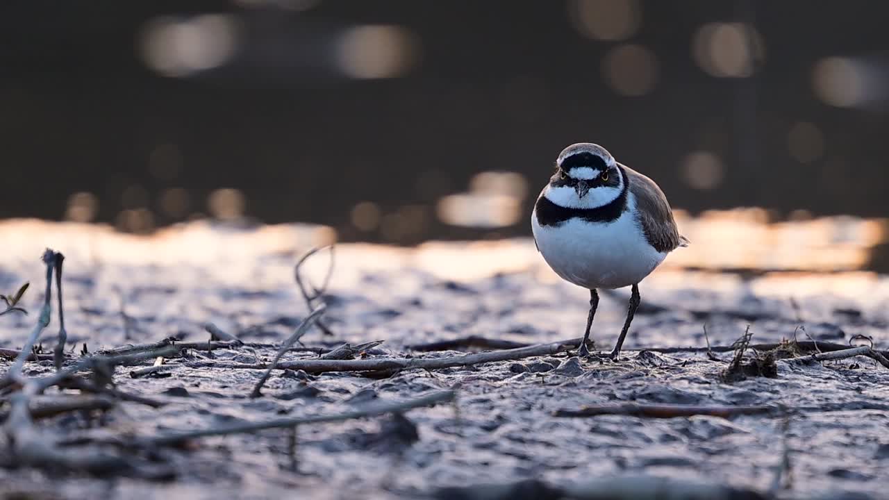 Calm wetland surface mirrors little ringed plover in golden hues
