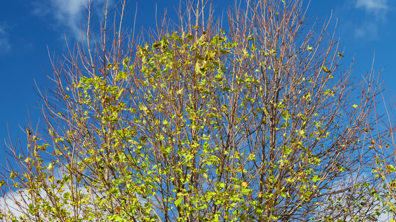 Budding tree in bright sunlight against a blue sky in spring