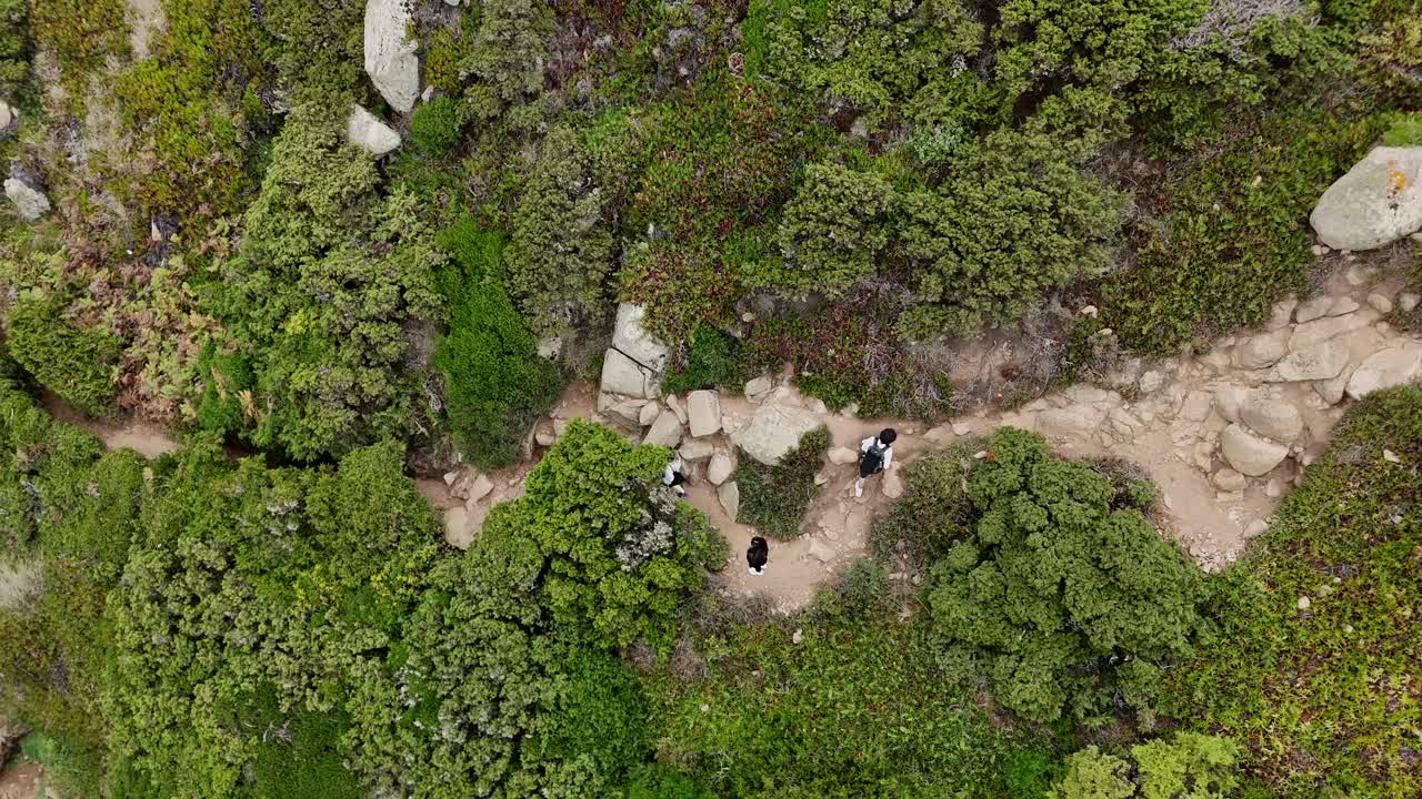 Hiking trail through a lush forest