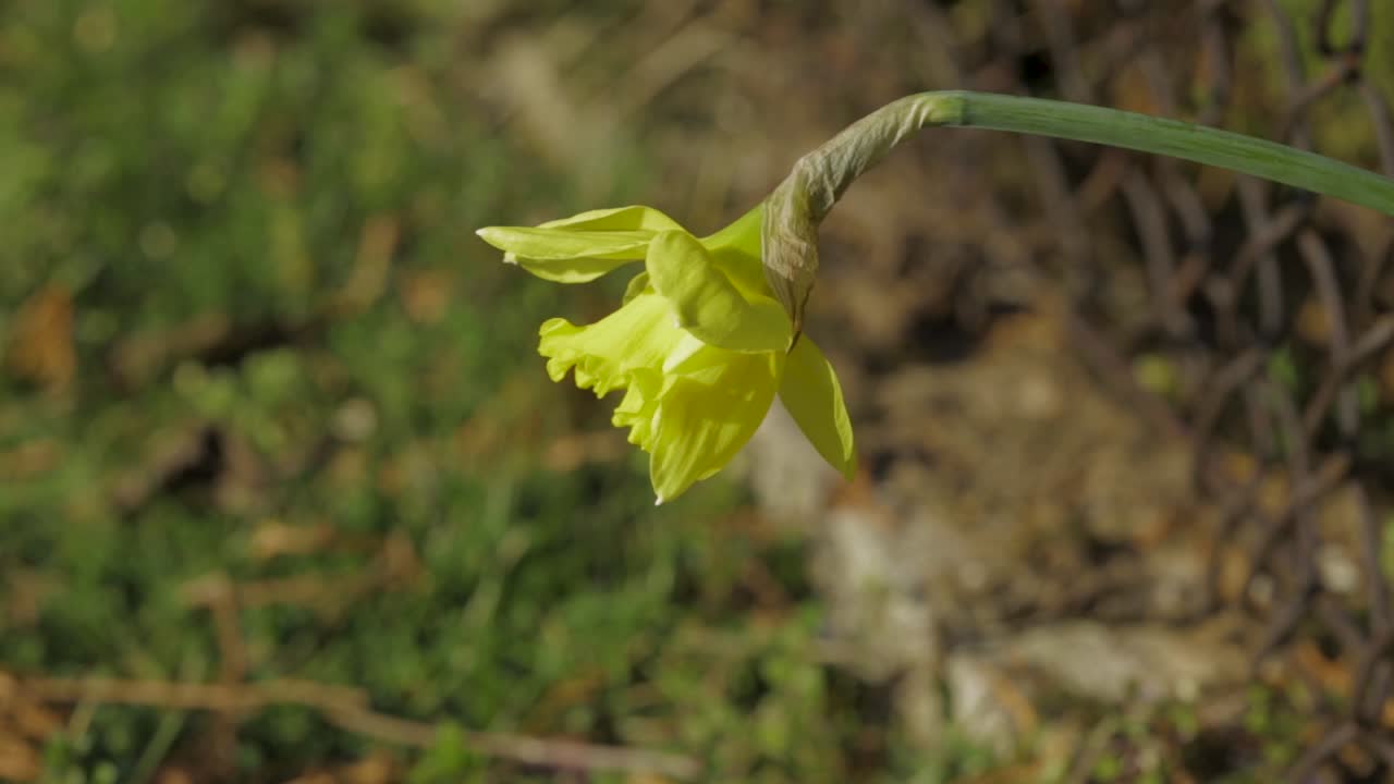 En nydelig gul jonquill-blomst blåst av vinden - Uskarp bakgrunn - selektivt fokus