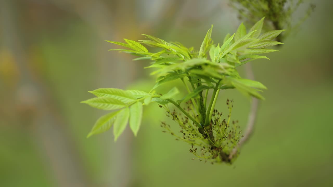 신선한 초록색 새 잎