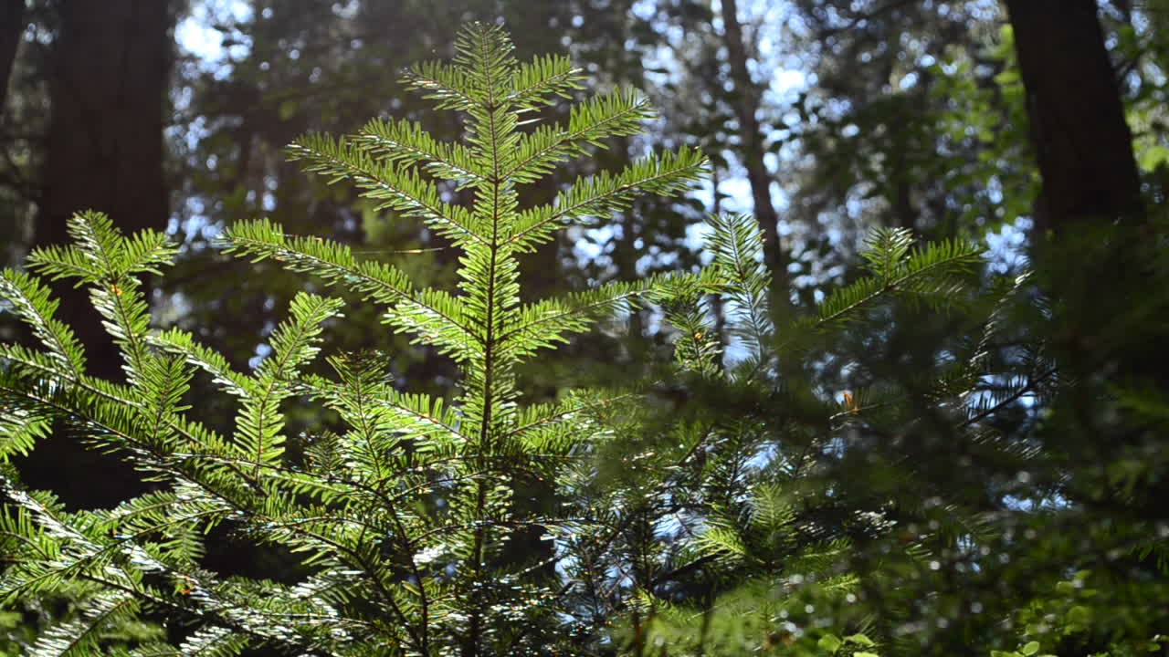 Pines and fir-trees, sunlight. The nature in the wood