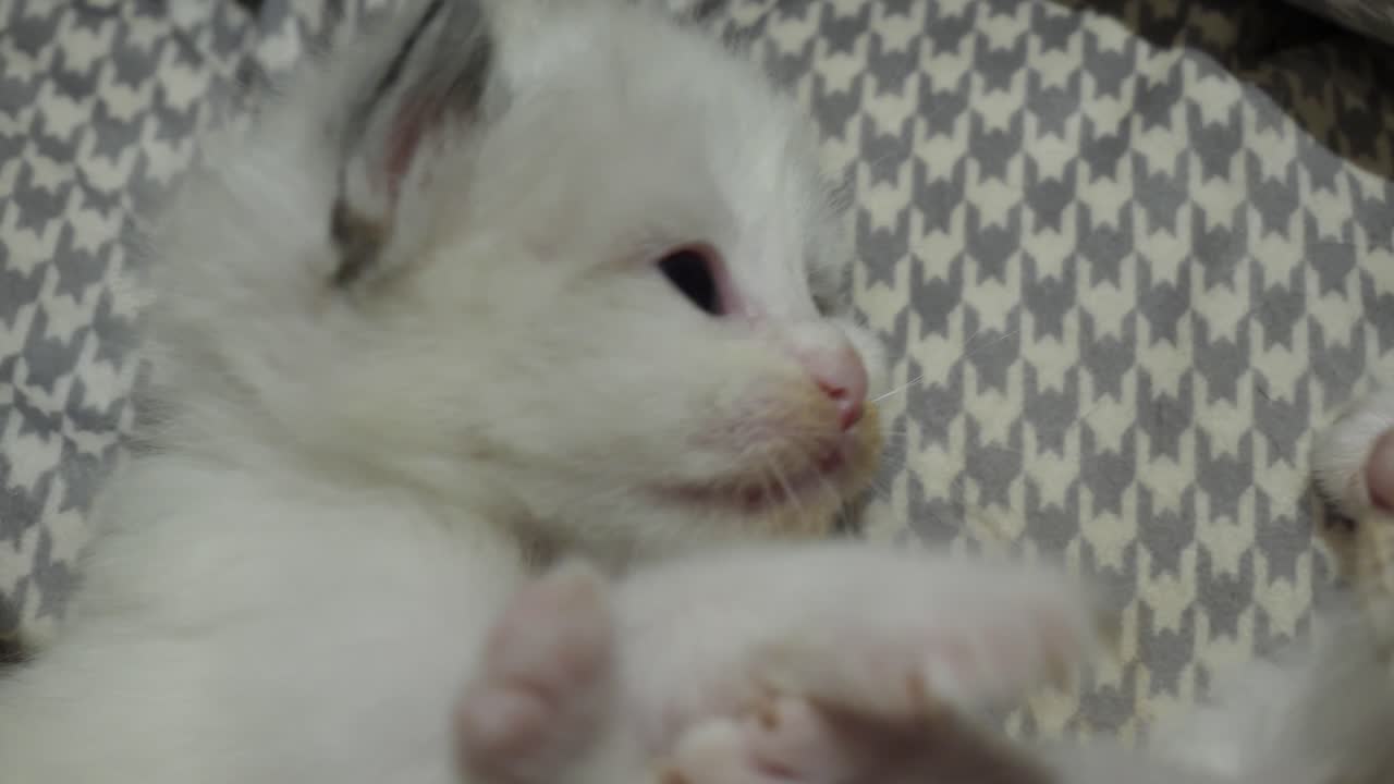 Siblings- new born ragdoll kitten playing with sibling
