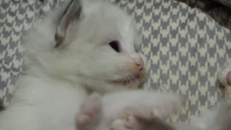 hermanos: gatito de muñeca recién nacido jugando con su hermano