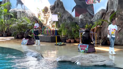 sea lion performs tricks with trainers at zoo