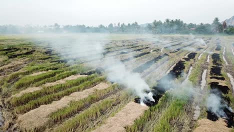 La-Quema-Al-Aire-Libre-En-Los-Arrozales-Contamina-El-Medio-Ambiente.