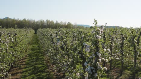 drone - aerial shot of a sunny white apple blossom on a big field 25p