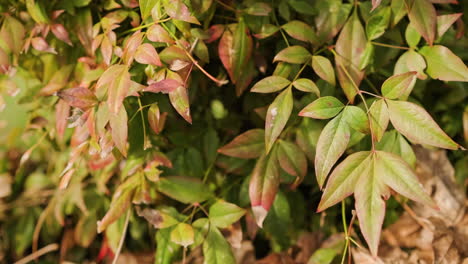 bambú sagrado - nandina domestica thunb planta con hojas verdes y rojas moviéndose con el viento en un día soleado - primer plano estático